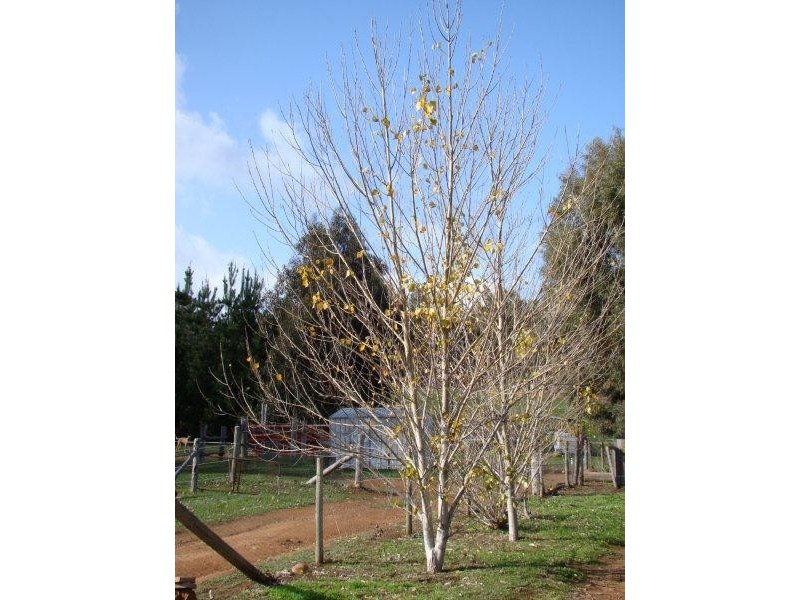 Lot 7 Forest View Court, North Greenbushes WA 6254