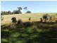 lot 420 Yovanche Road, Bridgetown WA 6255