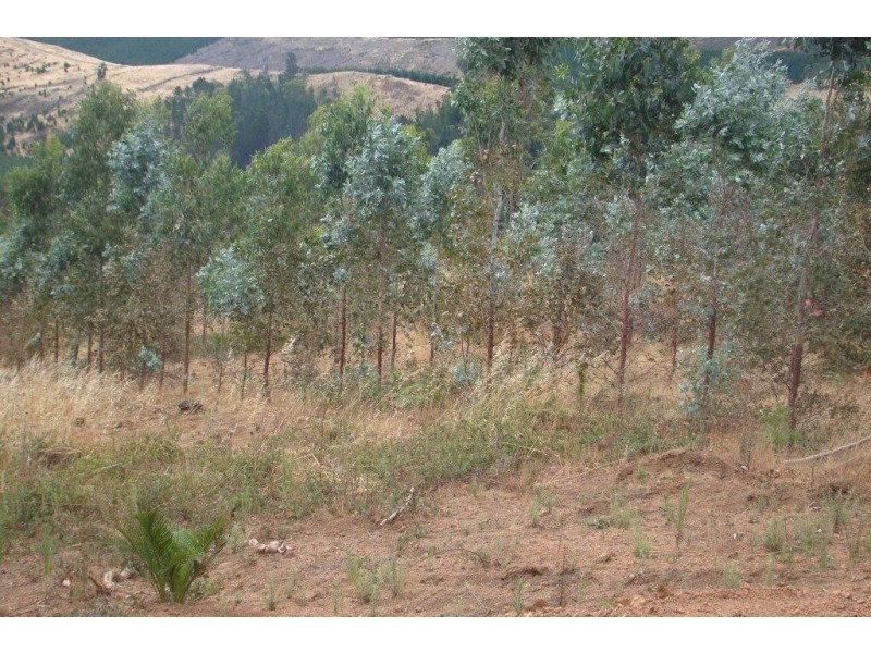 2 Quagamirup Rd, Bridgetown WA 6255