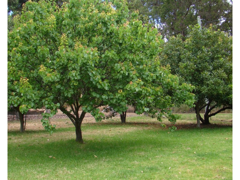 15 Brand Street, Bridgetown WA 6255