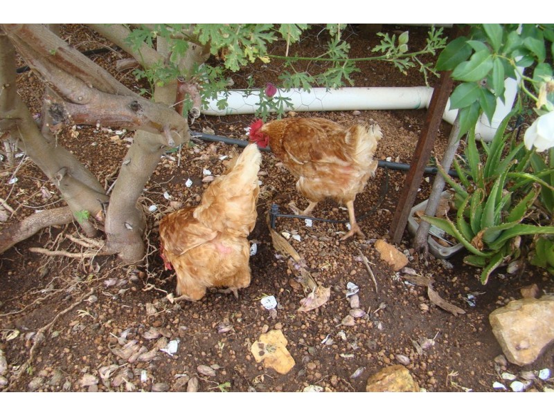 11 East Blackwood Terrace, Bridgetown WA 6255