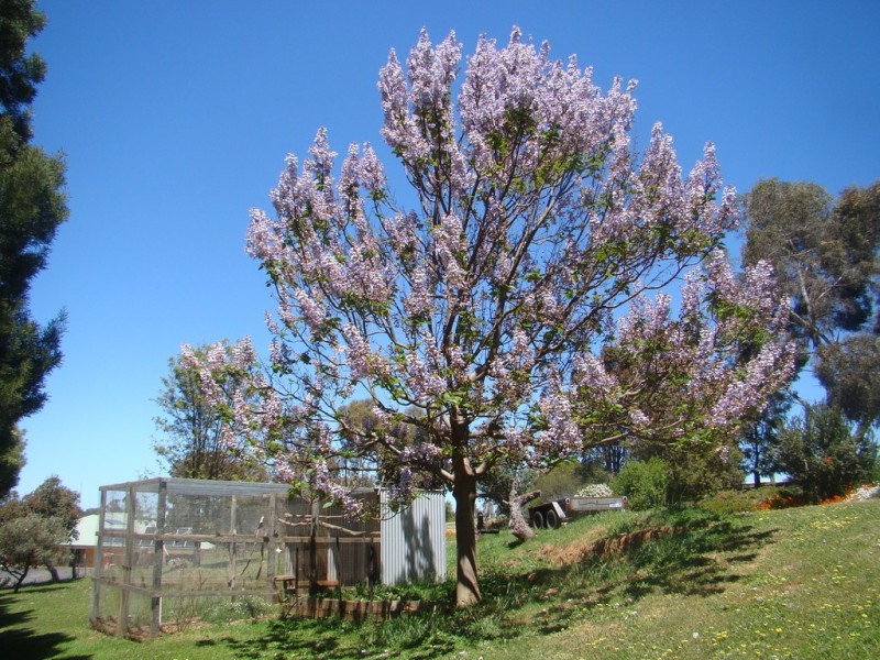 6 Cutmore Crescent, Bridgetown WA 6255