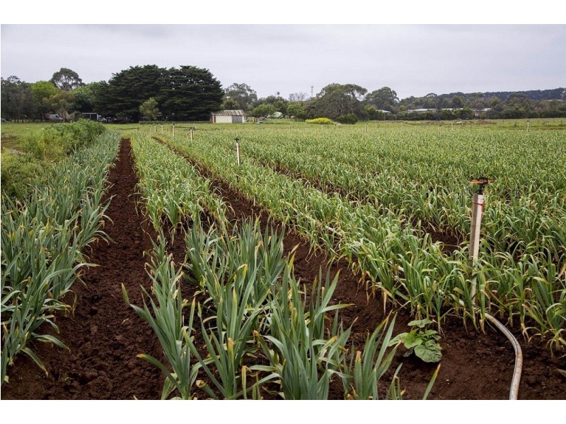 2102 Phillip Island Road, Cowes VIC 3922