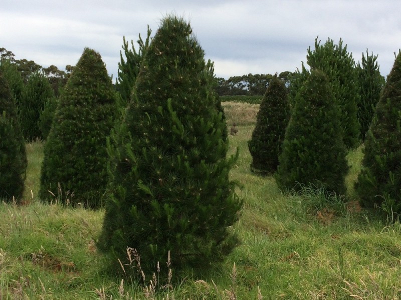 2102 Phillip Island Road, Cowes VIC 3922