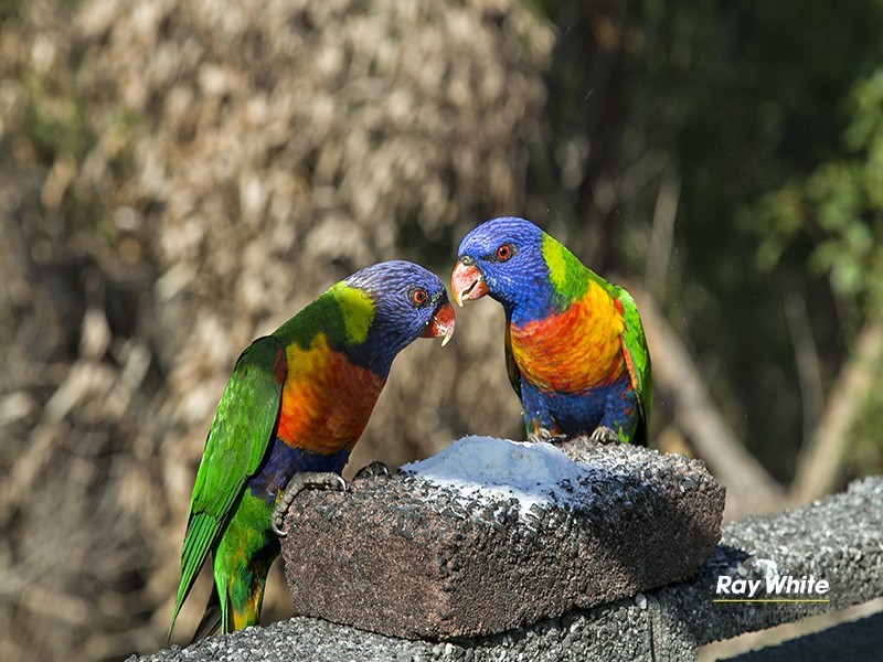 44 Beethoven Street, Engadine NSW 2233