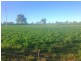 Glenmore Albury Street, Harden NSW 2587