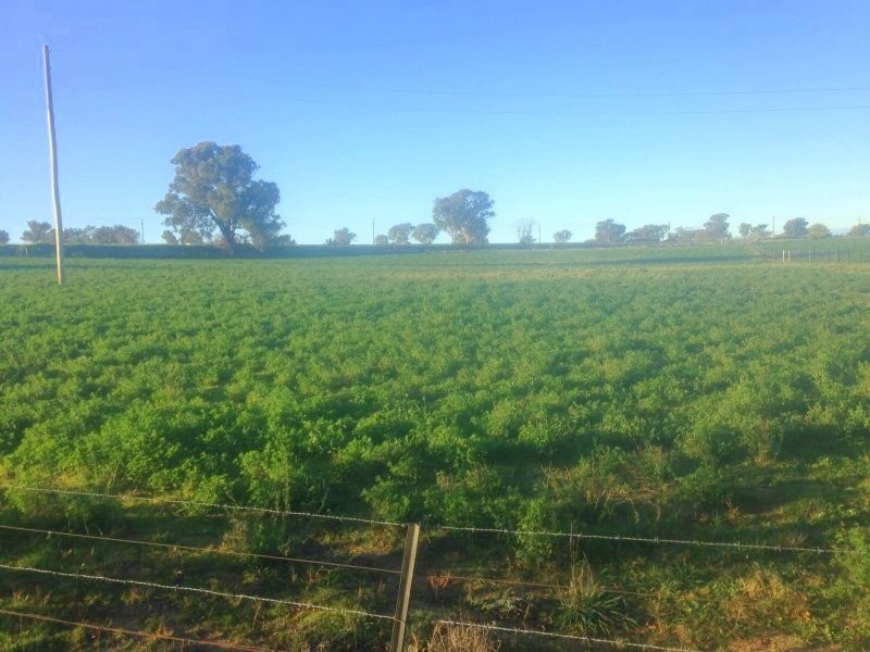 Glenmore Albury Street, Harden NSW 2587