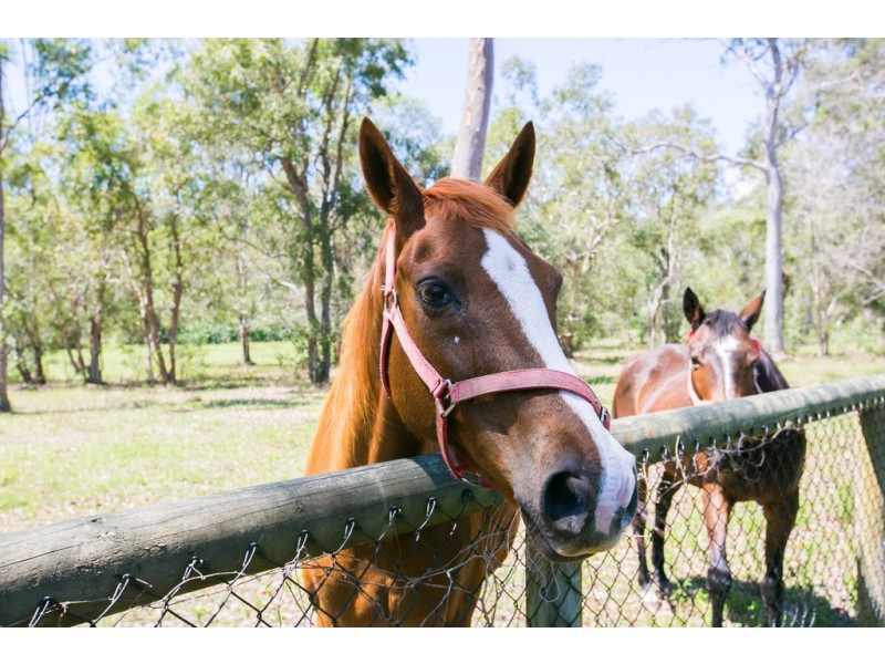 14 Mecoli Court, Birkdale QLD 4159