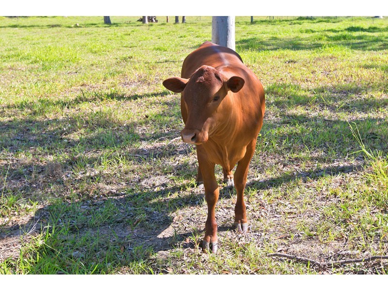 229-239 Teviot Road, Carbrook QLD 4130