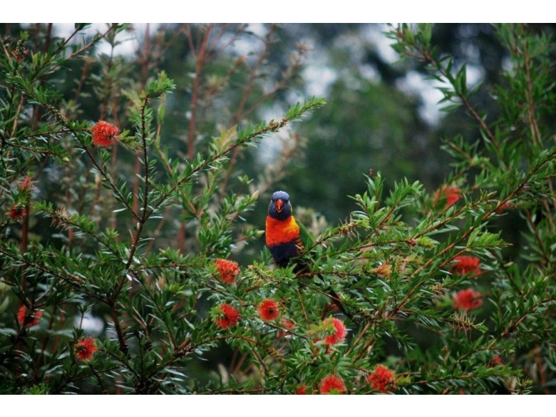 10 Peart Parade, Mount Cotton QLD 4165