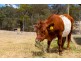 15 Bull Paddock Lane, Moruya NSW 2537