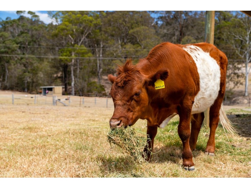 15 Bull Paddock Lane, Moruya NSW 2537