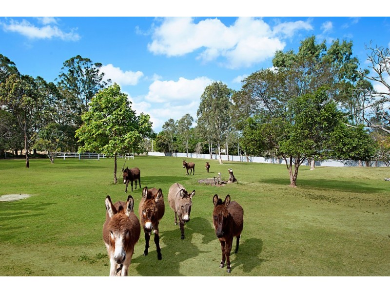 236 Mansfield, Elimbah QLD 4516