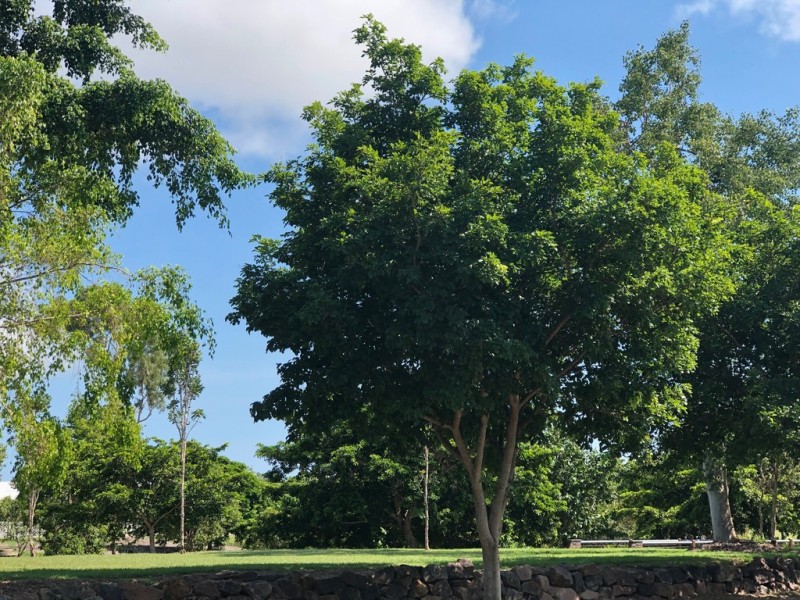 18 Dragon Flower Avenue, Mount Low QLD 4818