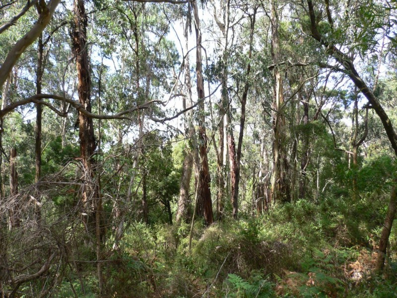 99 McDonalds Track, Narracan VIC 3824