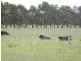 111 Eight Mile Road, Trafalgar VIC 3824
