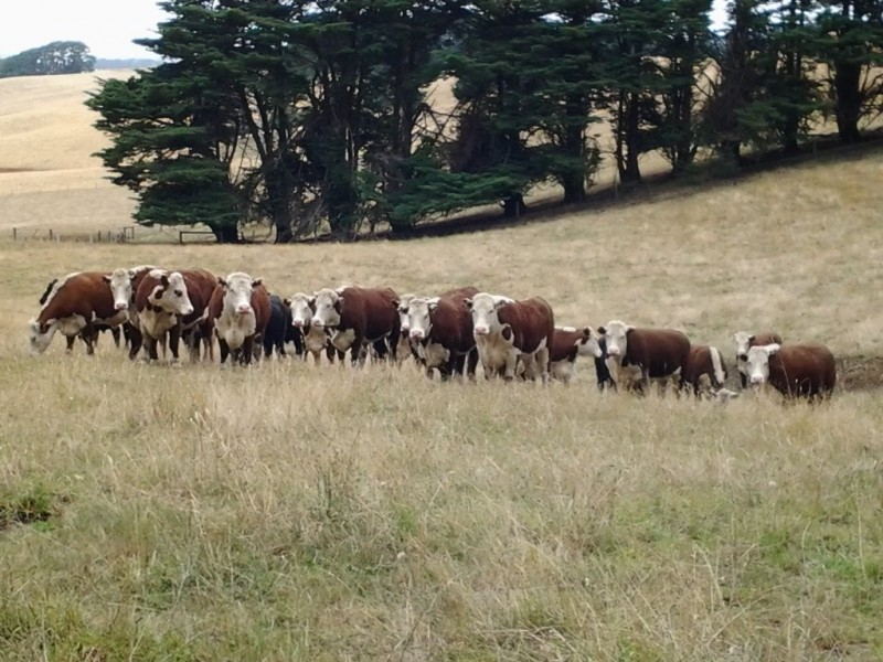 815 Allambee- Childers Road, Childers VIC 3824