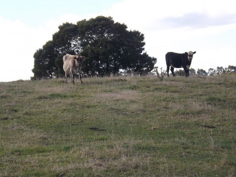 444-446 Rogers Road, Trafalgar South VIC 3824