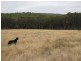Lot 1 Thalloo Road, Tanjil South VIC 3825