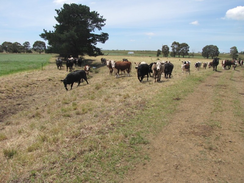 140 Golden Gully Road, Driffield VIC 3840