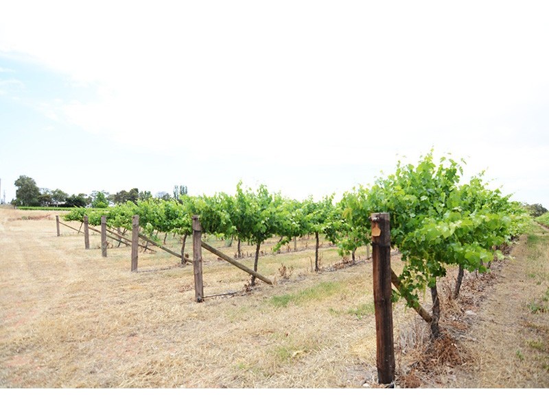 Lot 169 Euston Avenue, Irymple VIC 3498