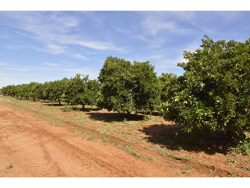 343 Cowanna Avenue, Merbein South VIC 3505