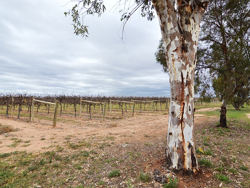 49 Mena Road, Birdwoodton VIC 3505