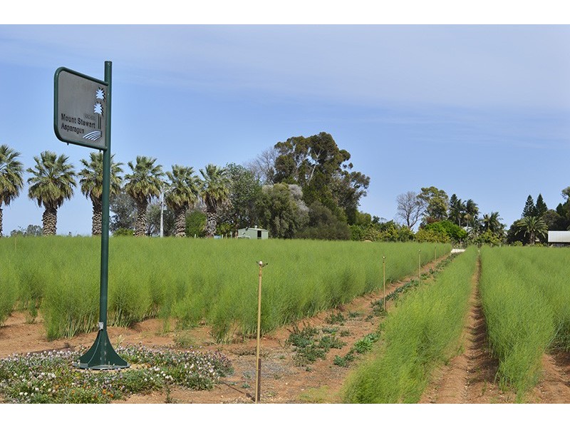 0 Mount Stewart Asparagus, Red Cliffs VIC 3496