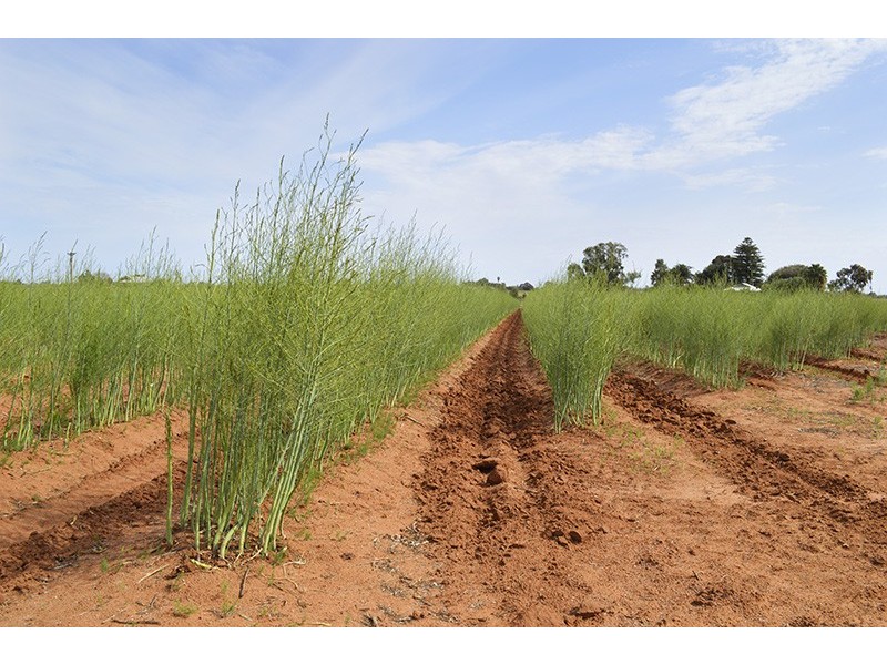 0 Mount Stewart Asparagus, Red Cliffs VIC 3496