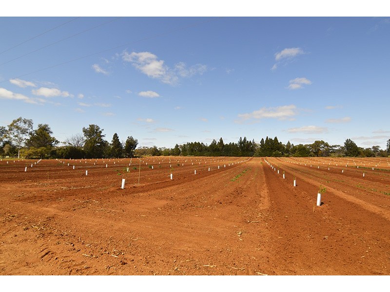 0 Mount Stewart Asparagus, Red Cliffs VIC 3496