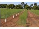 0 Mount Stewart Asparagus, Red Cliffs VIC 3496