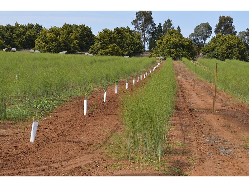 0 Mount Stewart Asparagus, Red Cliffs VIC 3496