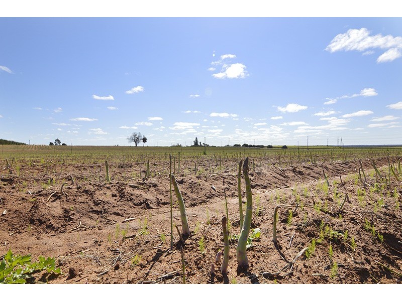 0 Mount Stewart Asparagus, Red Cliffs VIC 3496