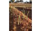 0 Mount Stewart Asparagus, Red Cliffs VIC 3496