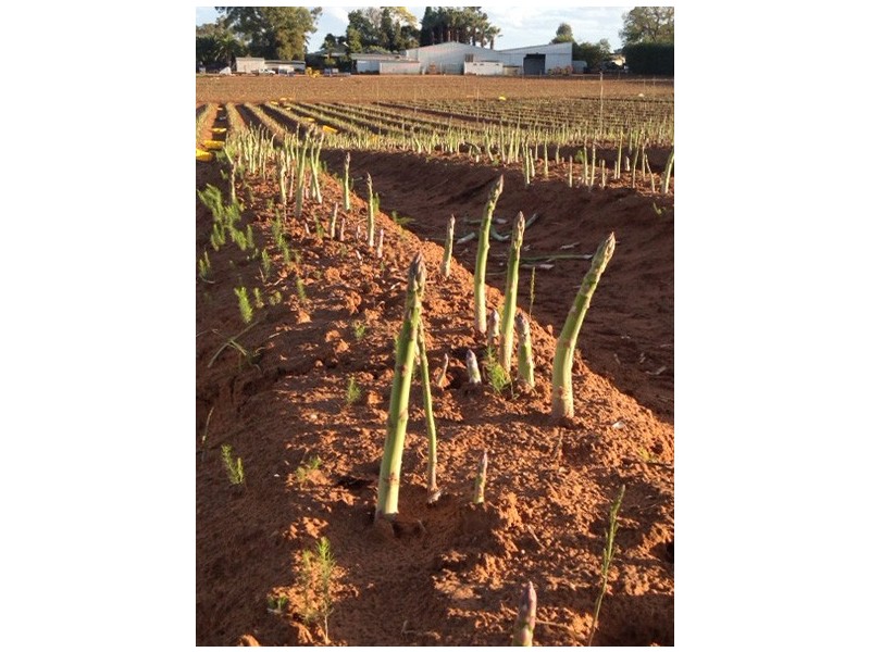 0 Mount Stewart Asparagus, Red Cliffs VIC 3496