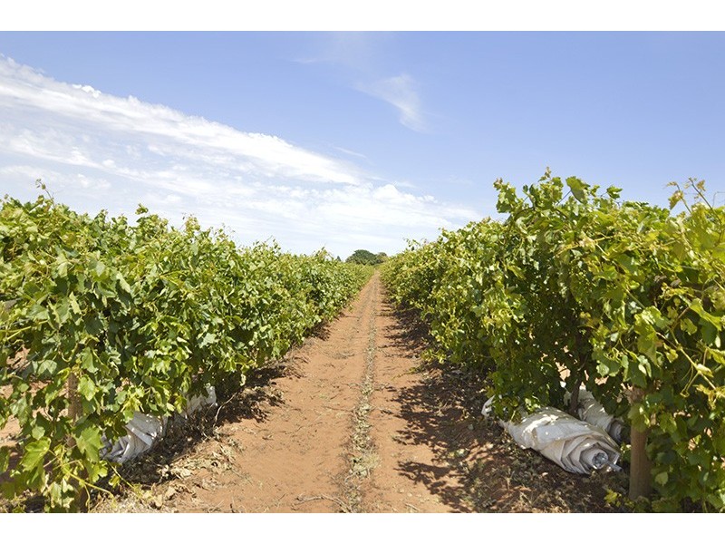 Block 43 Cowanna Avenue, Merbein VIC 3505