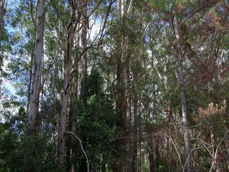 209-255 Blackall Range Road, West Woombye QLD 4559