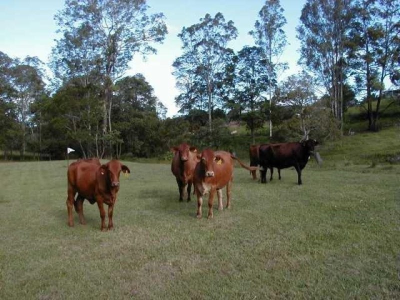 99 Simba Road, West Woombye QLD 4559