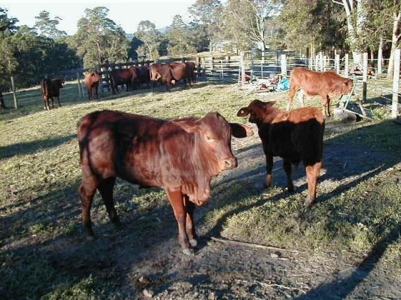 99 Simba Road, West Woombye QLD 4559