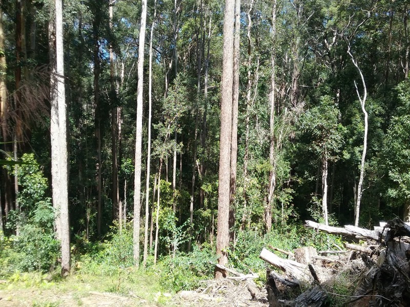 350 Kiel Mountain Road, Kiels Mountain QLD 4559