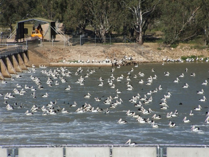 Lot 92 Page Drive, Blanchetown SA 5357