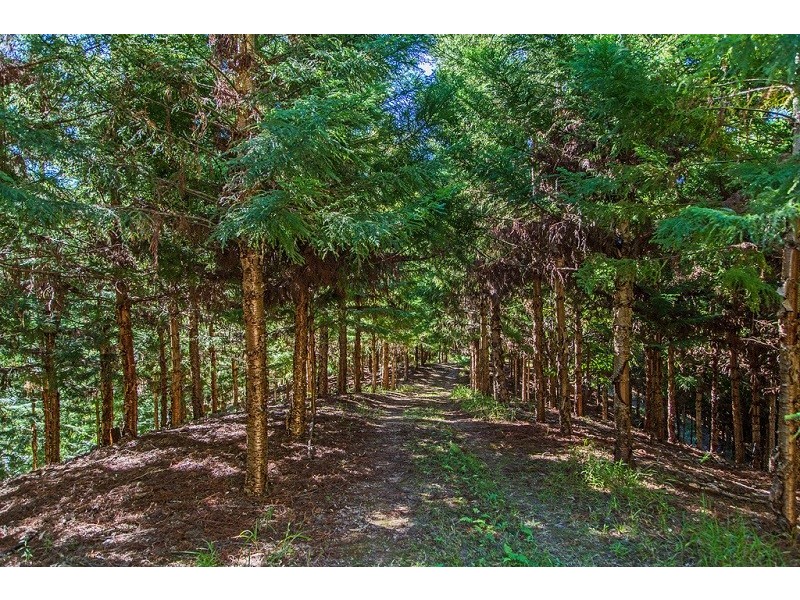 Lot 315 Pottsville/Mooball Road, Pottsville NSW 2489