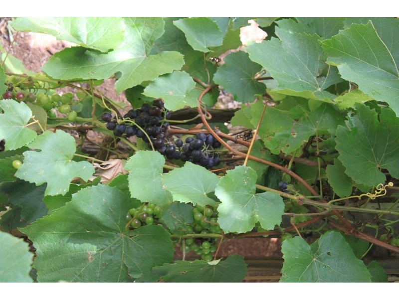 741 Cudgen Road, Cudgen NSW 2487