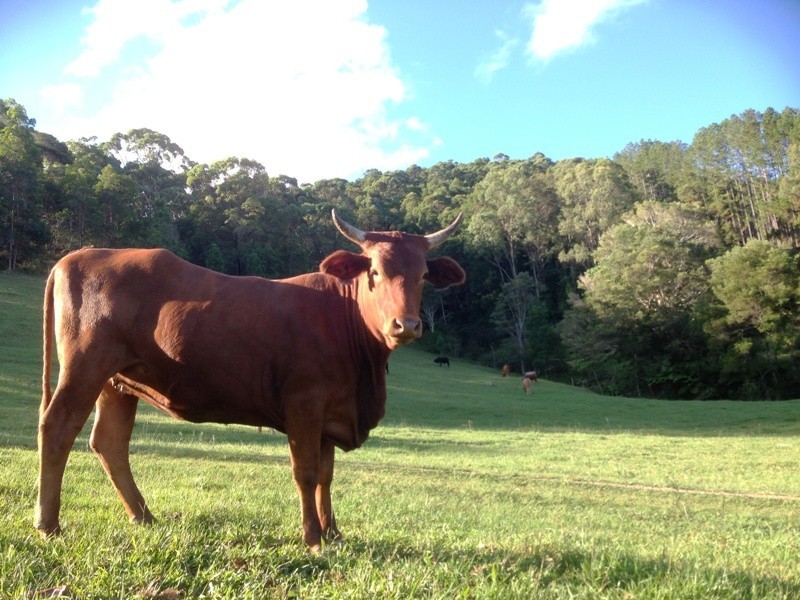 145-147 Pottsville Road, Mooball NSW 2483