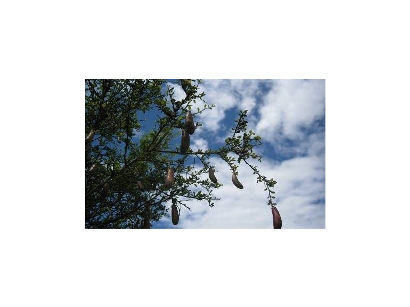 76 Howards Road, Burringbar NSW 2483