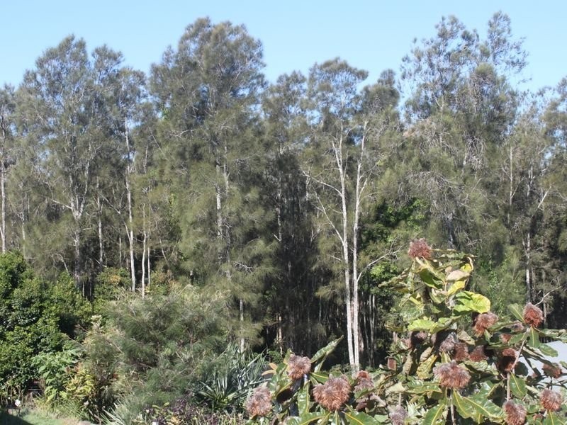 21 Flintwood Street, Pottsville NSW 2489