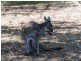 6 Fairfield Way, Halls Head WA 6210