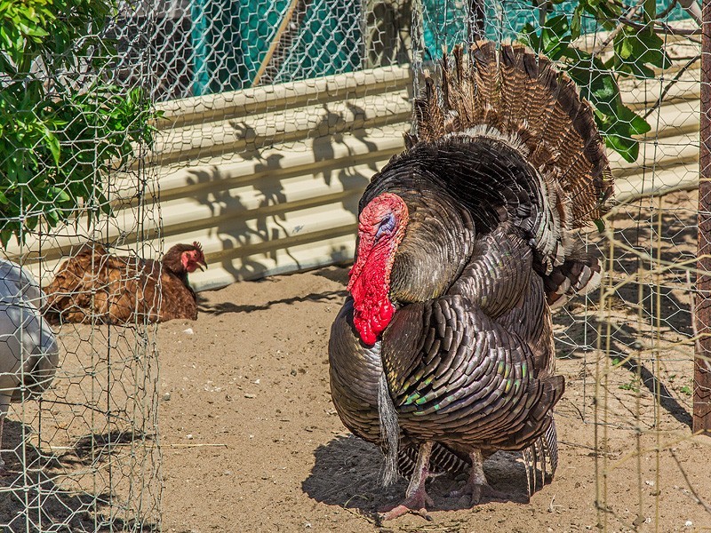 Lot 208 Curtis Lane, West Pinjarra WA 6208