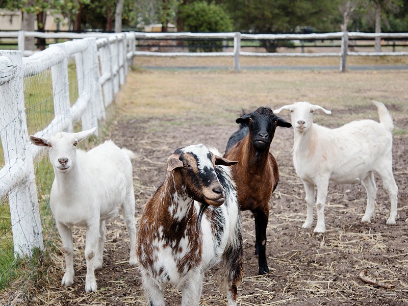 91 Champion Retreat, Pinjarra WA 6208