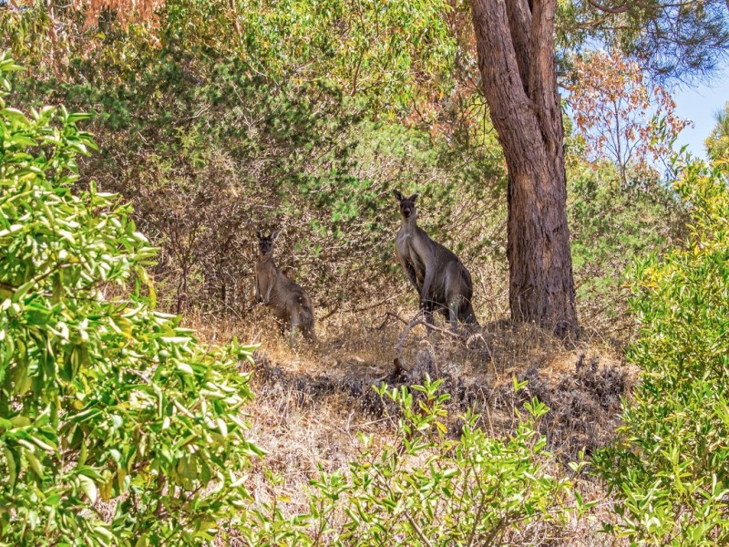 61 Mulga Drive, Parklands WA 6180